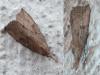 Hypena rostralis